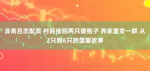 云南吕忠配资 村民捡回两只傻狍子 养家里变一群 从2只到6只的温馨故事